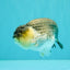 Panda Lionchu Male 4.5-5 inches #072426LC_31