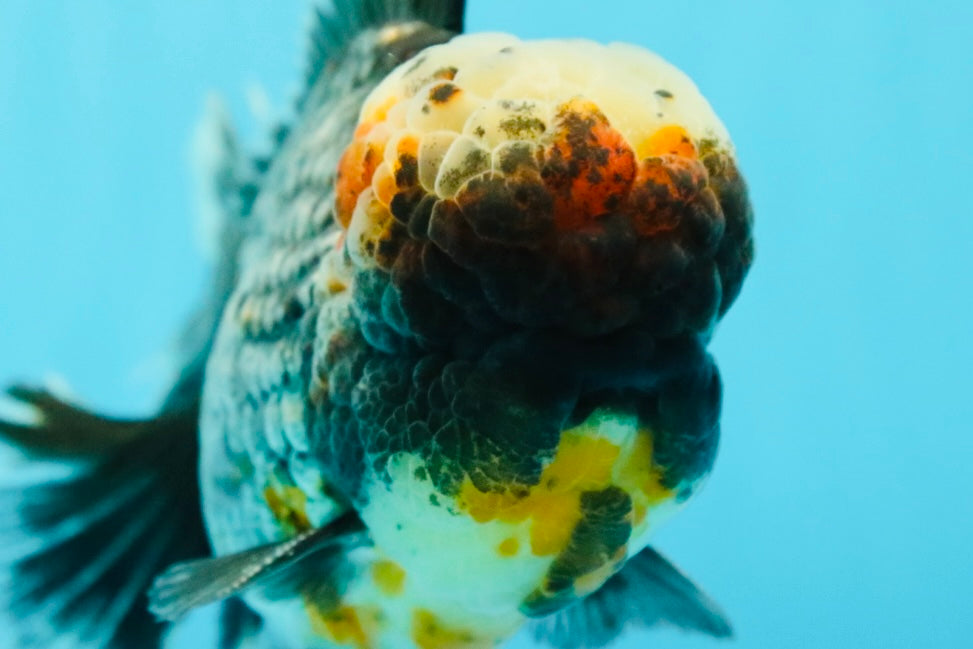 JUMBO AAA Grade Godzilla Jade Head Blue Kirin Oranda Male 6.5-7 inches #030626OR_08