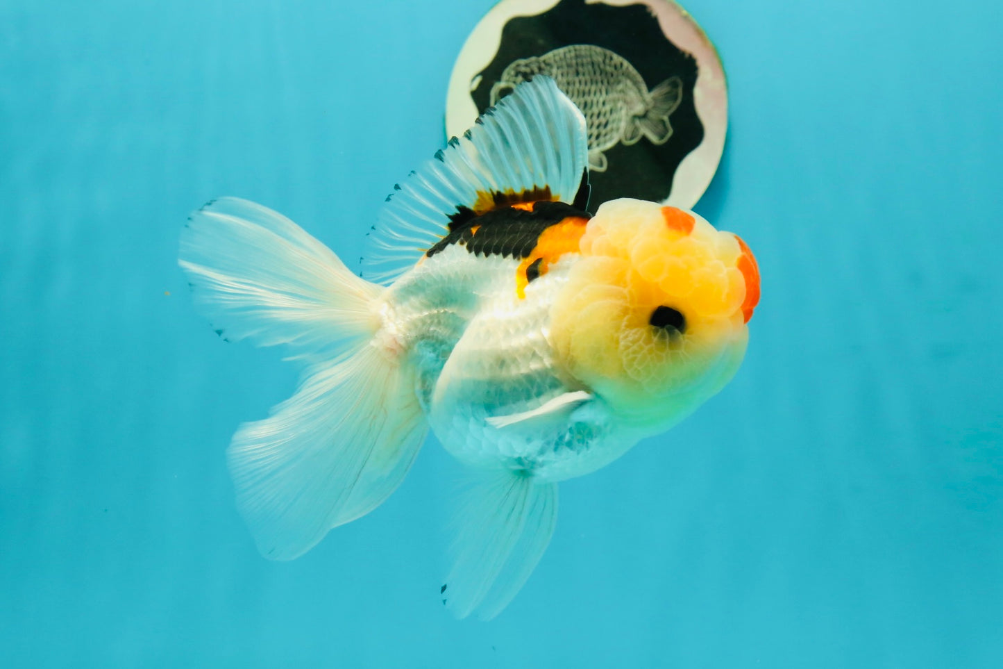 AAA Grade Lemonhead Tricolor Button Eyes Oranda Male 5 inches #111524OR_23