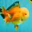 AAA Grade Red White Jade Head Oranda Male 5.5-6 inches #071026OR_29