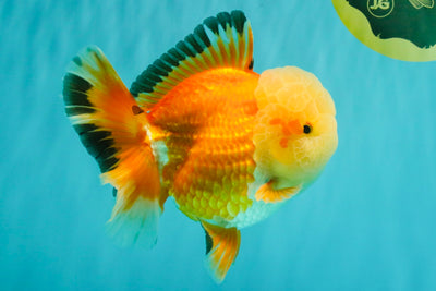 AAA Grade Red White Jade Head Oranda Male 5.5-6 inches #071026OR_29