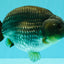 AAA Grade Black Blue Ranchu Female 6 inches #102326RC_01