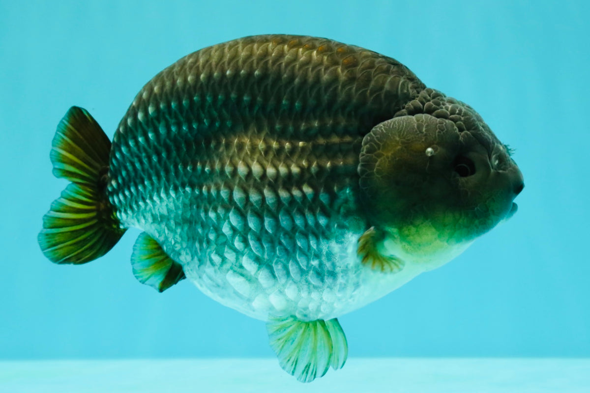 AAA Grade Black Blue Ranchu Female 6 inches #102326RC_01