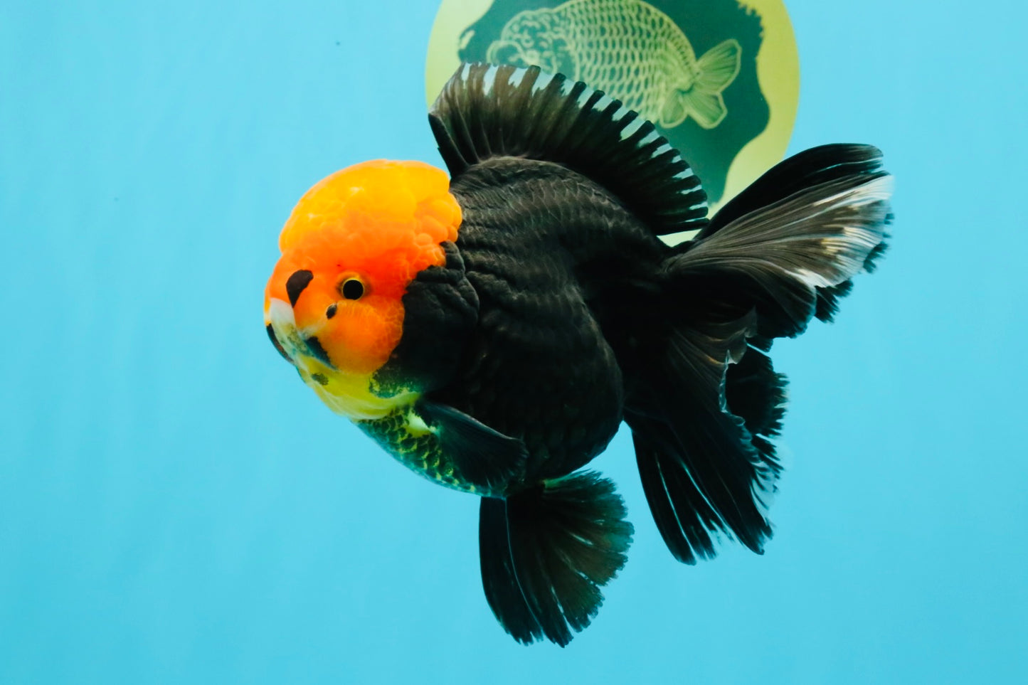 A Grade Red Head Tricolor Oranda Male 5.5-6 inches #030626OR_25