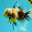 Calico Oranda Male 6.5 inches #072426OR_22