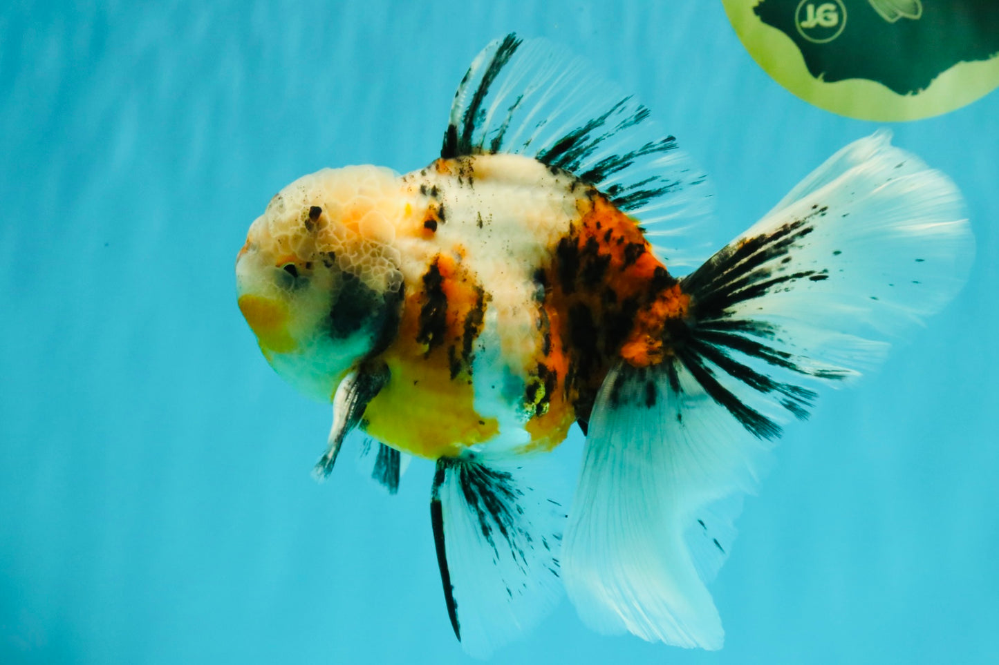 Calico Oranda Male 6.5 inches #072426OR_22