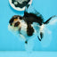 Panda Oranda mâle de qualité AAA 5 pouces #0920OR_26