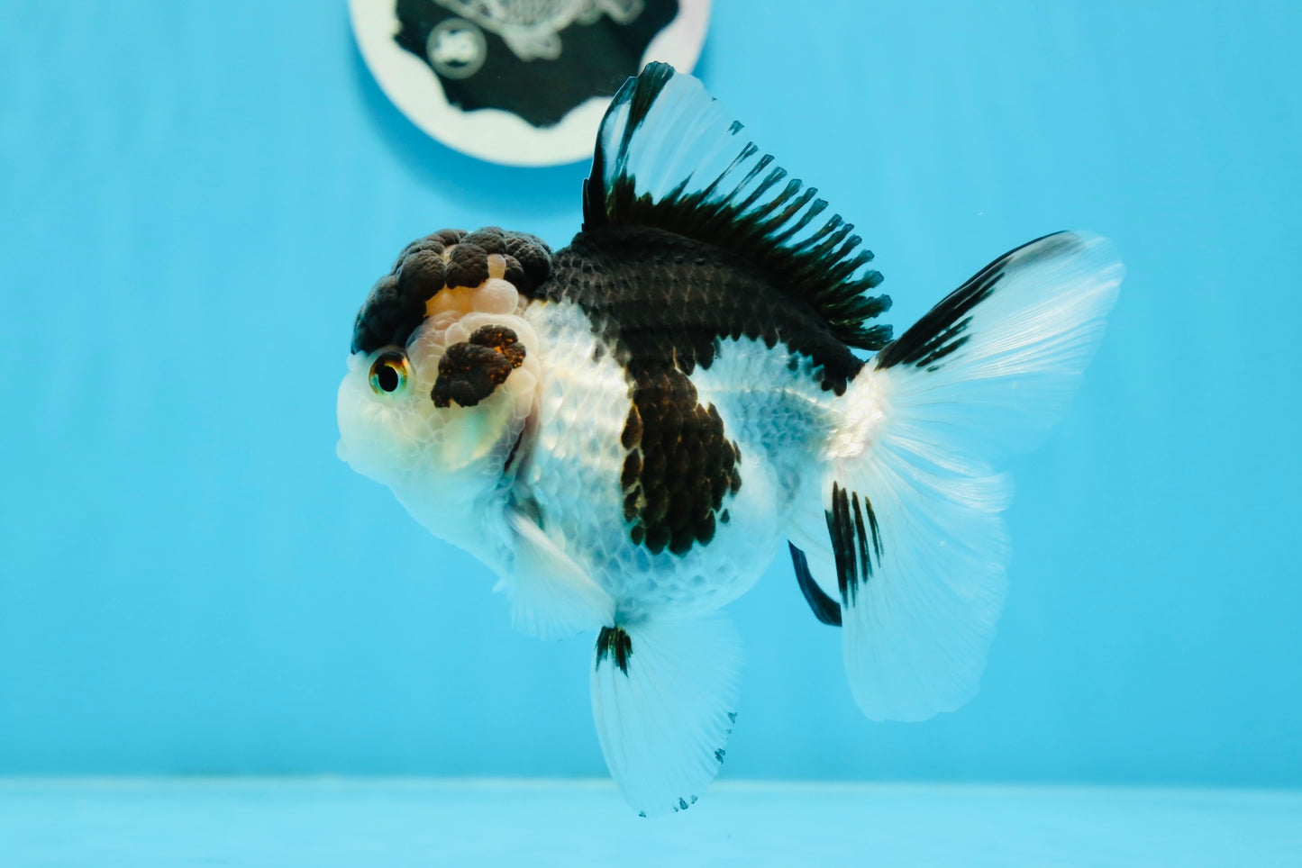 Panda Oranda mâle de qualité AAA 5 pouces #0920OR_26