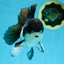 A Grade Panda Button Eyes Oranda Male 5 inches #080825OR_02