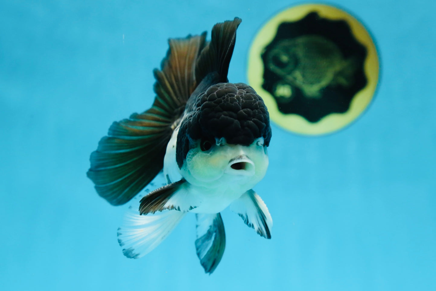 A Grade Panda Button Eyes Oranda Male 5 inches #080825OR_02
