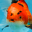 AAA Grade THICK BODY Godzilla Apache Oranda Male 6.5 inches #090525OR_07