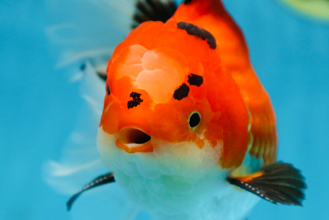 AAA Grade THICK BODY Godzilla Apache Oranda Male 6.5 inches #090525OR_07