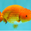 A Grade Red LionKing 4.5 inches #082126LC_19