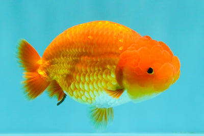 A Grade Red LionKing 4.5 inches #082126LC_19