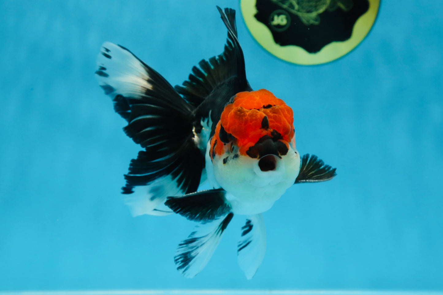 AAA Grade Mustache Tricolor Oranda Male 5.5 inches #020725OR_33