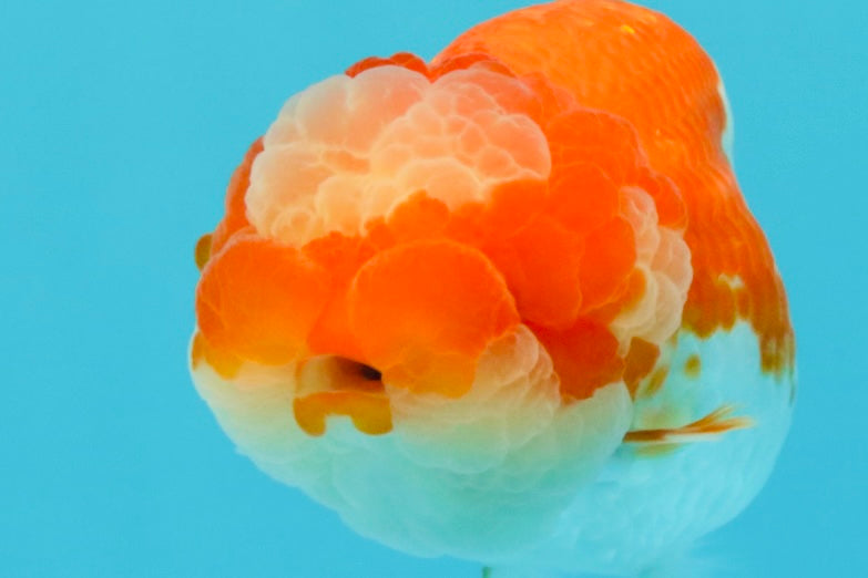 UNIQUE A Grade Jade Head Red White LionQueen 4 inches #030626LC_05