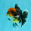 AAA Grade Dark Tiger Red Head Oranda Male 5-5.5 inches #050126OR_10