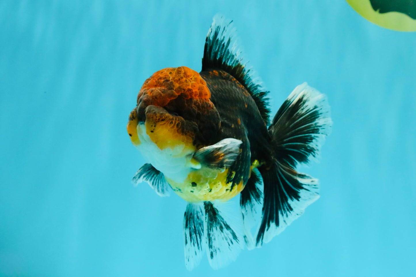 AAA Grade Dark Tiger Red Head Oranda Male 5-5.5 inches #050126OR_10