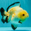 AAA Grade White Button Eyes Yuanbao Female 5.5 inches #062626YB_13