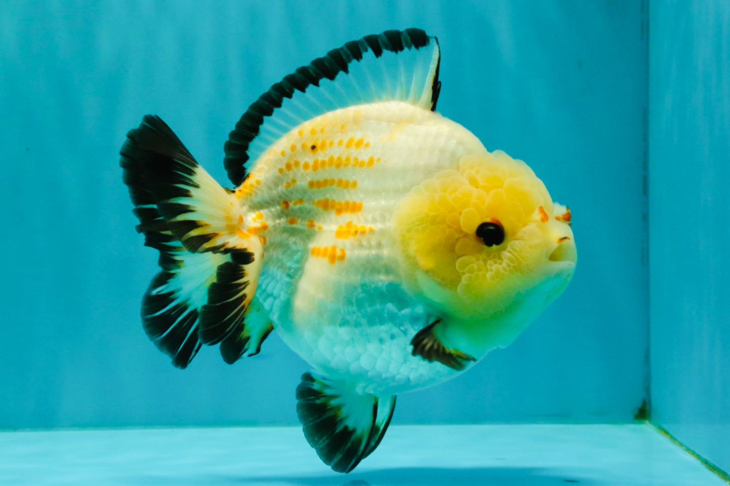 AAA Grade White Button Eyes Yuanbao Female 5.5 inches #062626YB_13