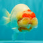 CHUBBY Red White Buffalo Ranchu Female 6 inch #092526RC_20