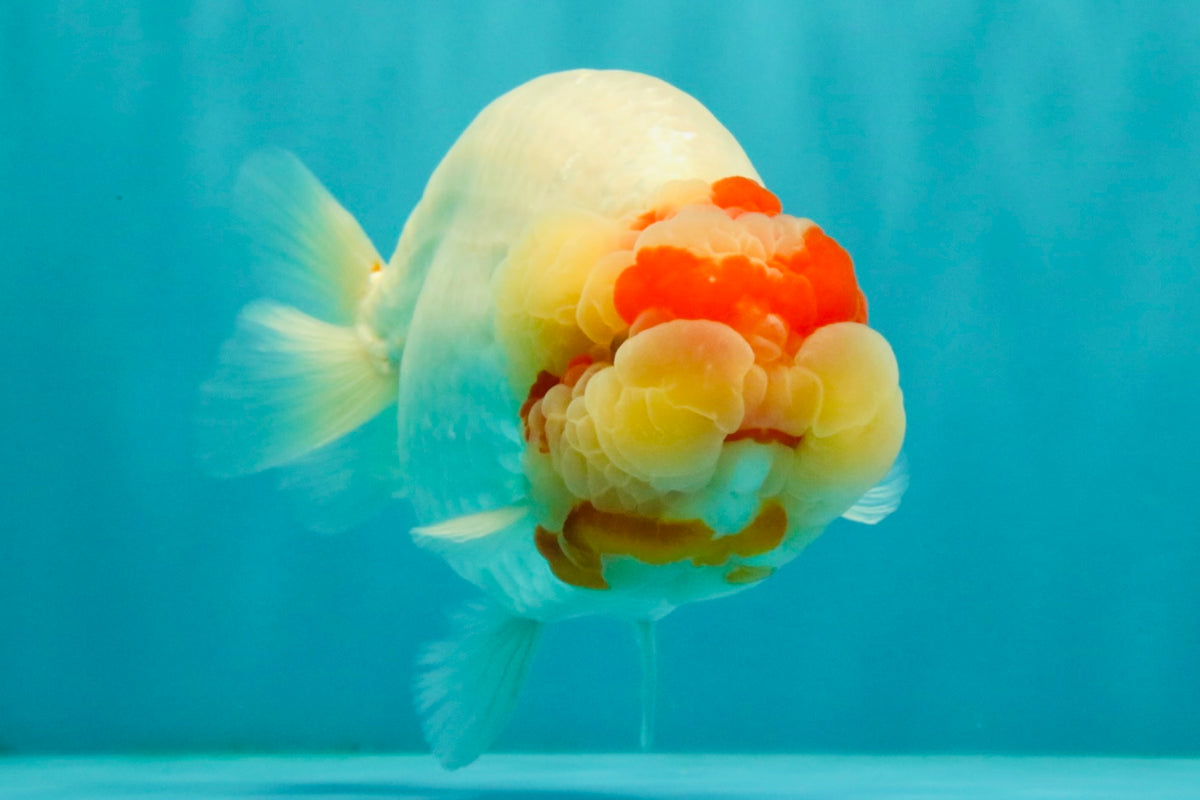 CHUBBY Red White Buffalo Ranchu Female 6 inch #092526RC_20