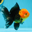 AAA Grade Red Head Apache Oranda Male 5-5.5 inches #112924OR_20