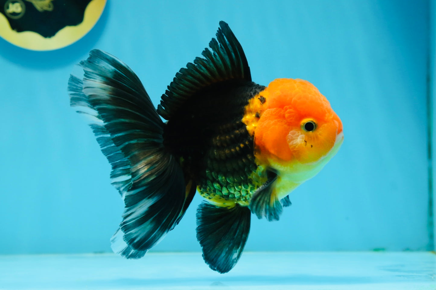 AAA Grade Red Head Apache Oranda Male 5-5.5 inches #112924OR_20