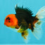 A Grade Red Head Tricolor Oranda Male 5-5.5 inches #031326OR_26