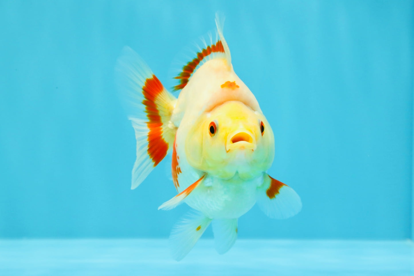 AAA Grade Red White Ryukin Female 4 inches #022726RK_17