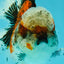 A Grade Calico Oranda Female 5.5 inches #050126OR_05