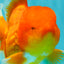 TOMATO A Grade Red White Oranda Female 6 inches #082826OR_17