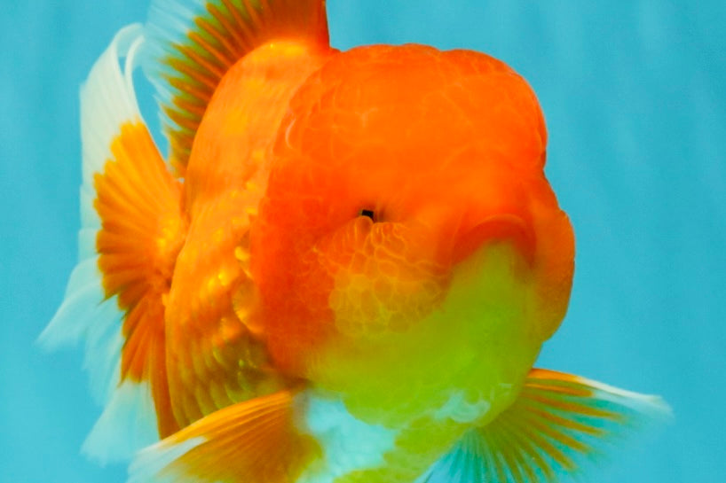 TOMATO A Grade Red White Oranda Female 6 inches #082826OR_17