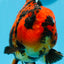 AAA Grade Special Tiger Oranda Female 6.5 inches #0913OR_19