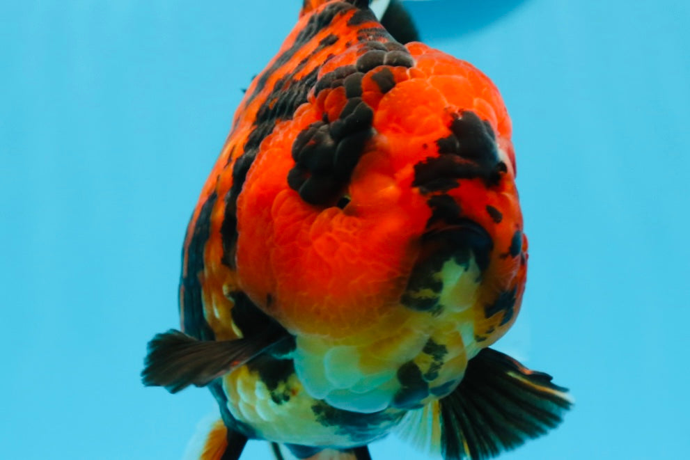 AAA Grade Special Tiger Oranda Female 6.5 inches #0913OR_19