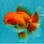 A Grade Red White Oranda Male 5.5-6 inches #041726OR_13