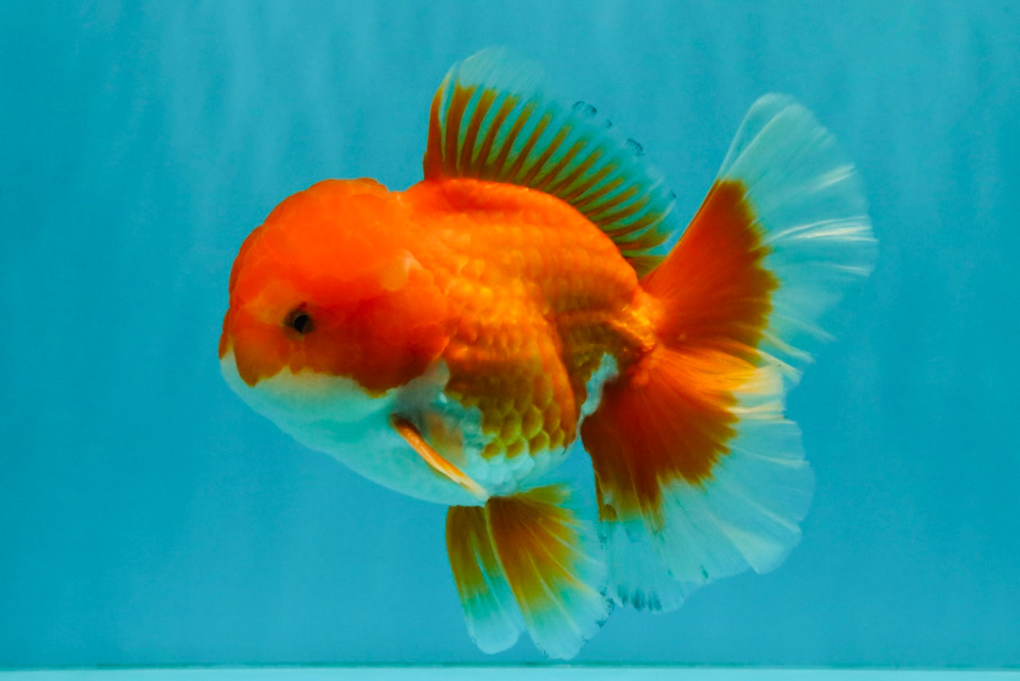 A Grade Red White Oranda Male 5.5-6 inches #041726OR_13
