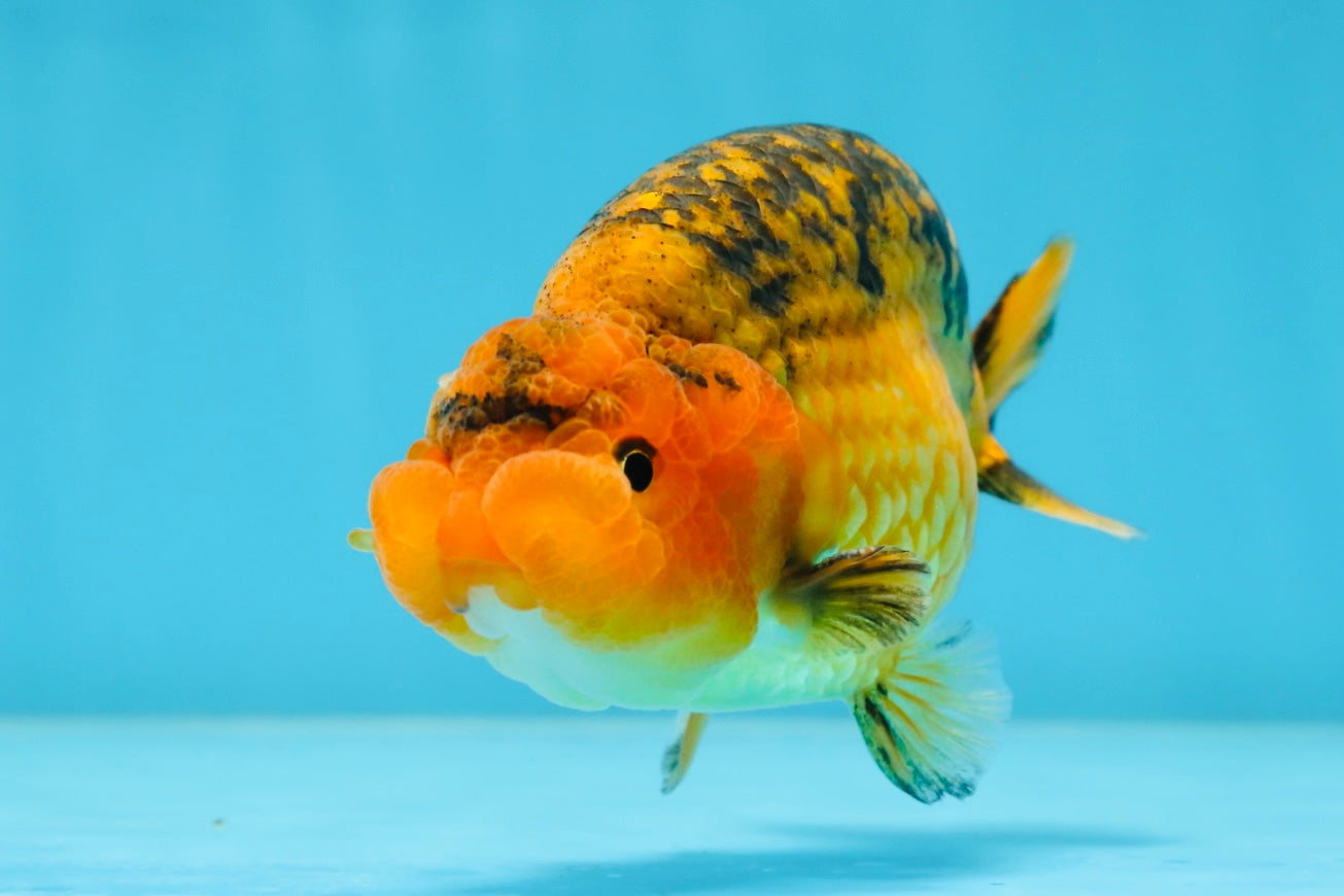 A Grade CHONKY Apache LionKing 4.5 inches #062025LC_06