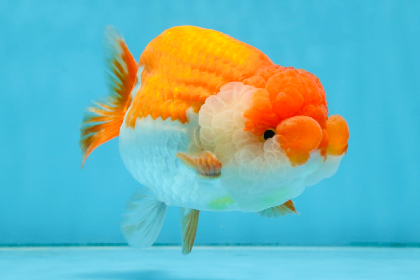 A Grade FLUFFY WEN Red White LionQueen 5.5 inches #091925LC_25