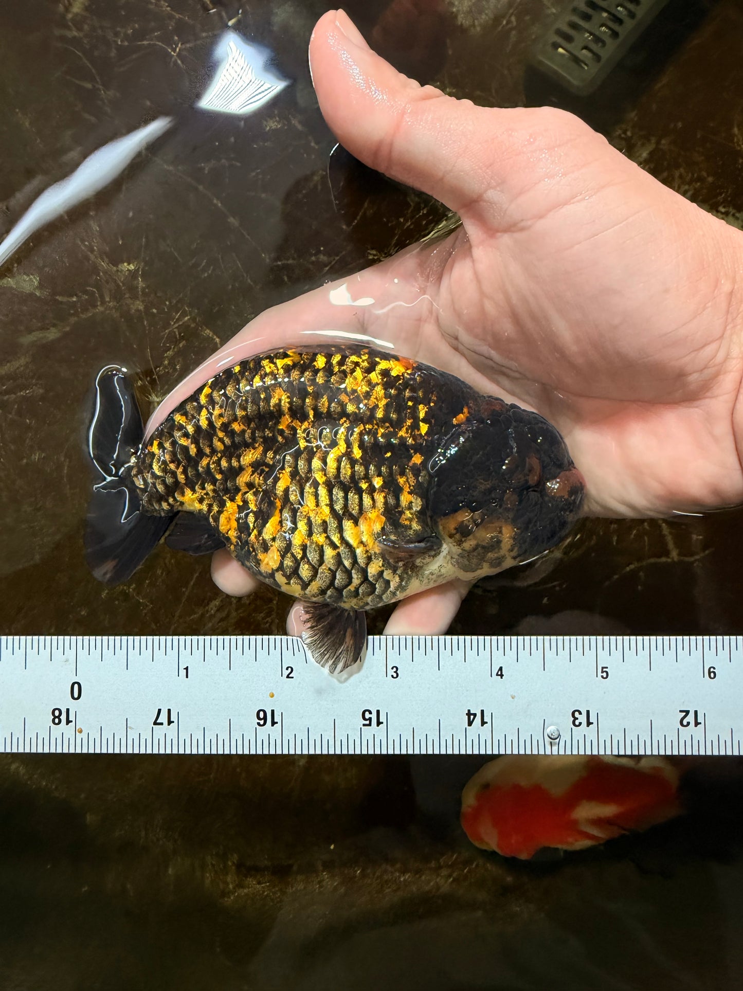 A Grade Tiger LionKing 4.5-5 inches #110725LC_17