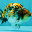 AAA Grade Special Tricolor Tiger Ranchu Male 4.5-5 inches #062626RC_08
