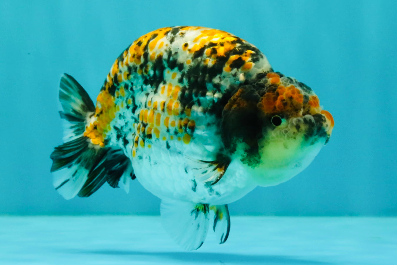 AAA Grade Special Tricolor Tiger Ranchu Male 4.5-5 inches #062626RC_08