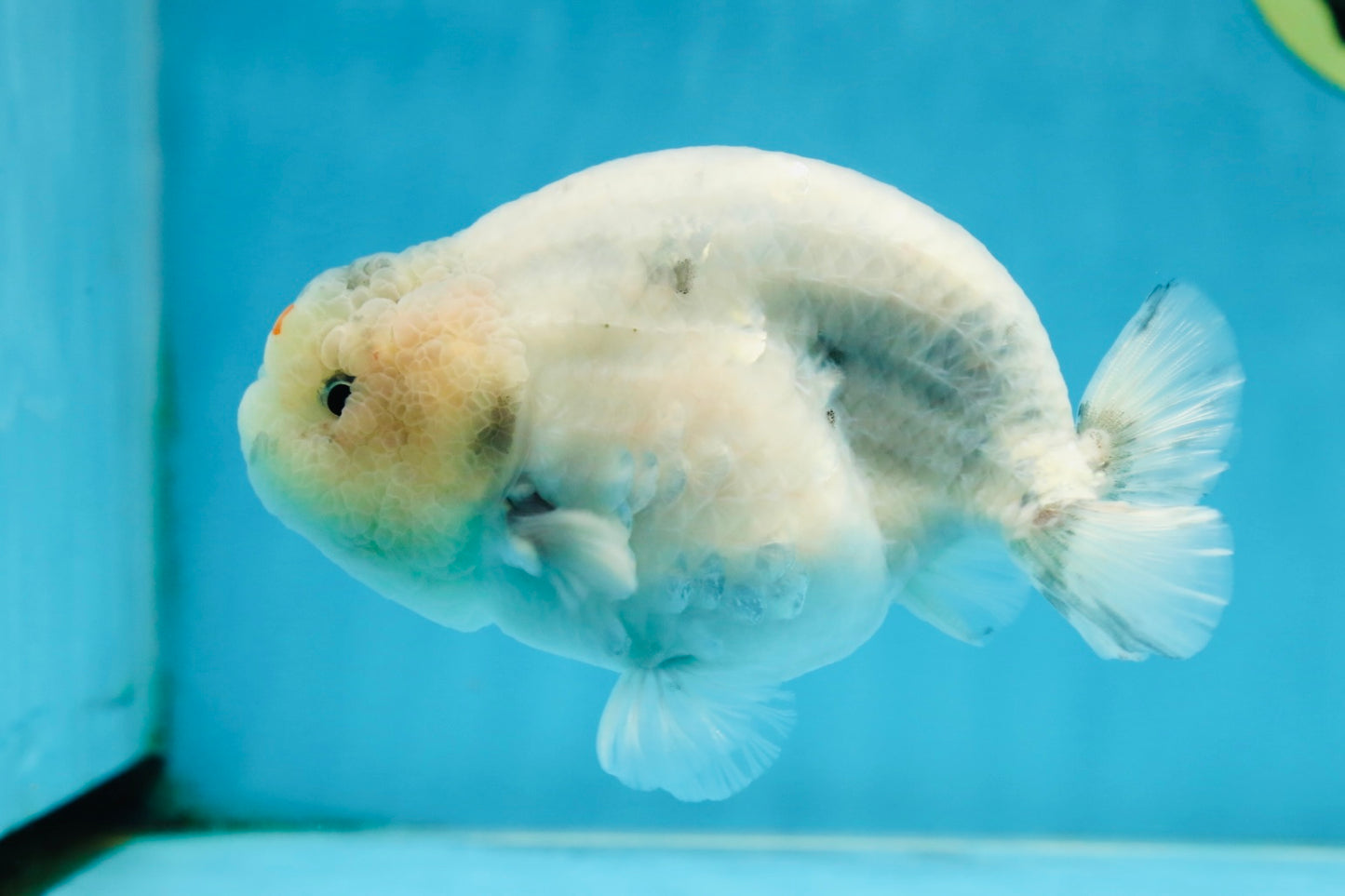 A Grade Marble LionKing 5 inches #071125LC_05