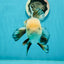 AAA Grade Tricolor Oranda Perfect Shape Male 5.5 inches #1011OR_05