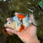 Calico Yuanbao Male 5.5 inches #051526YB_05