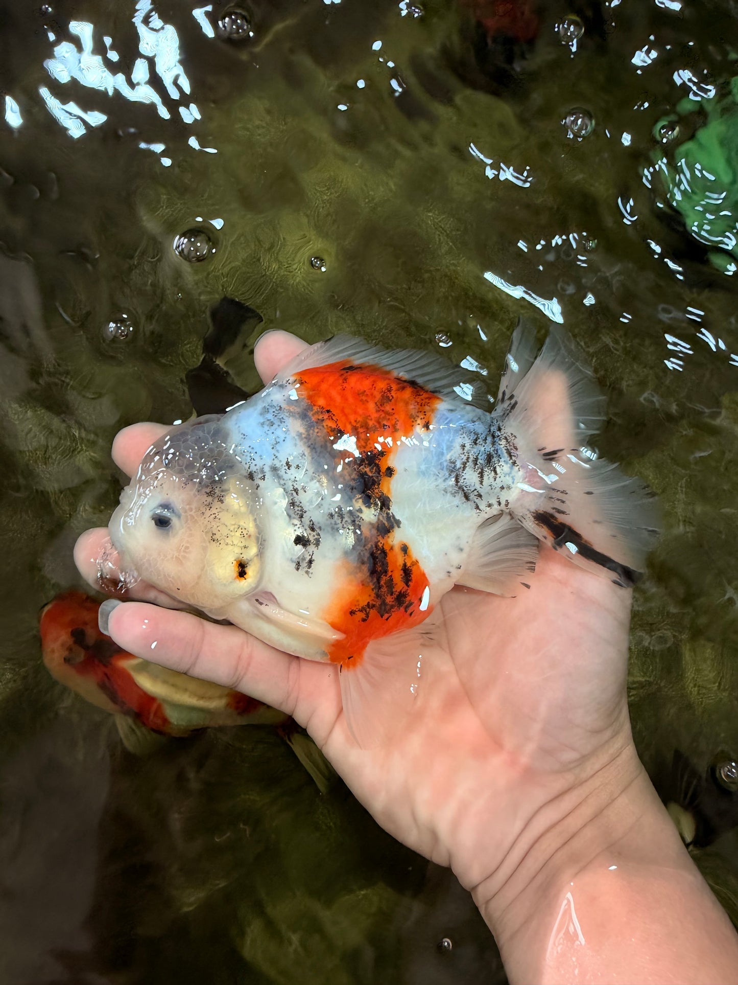 Calico Yuanbao Male 5.5 inches #051526YB_05