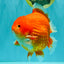 AAA Grade Strong Body Structure Red Yuanbao Male 6.5 inches #092526YB_14