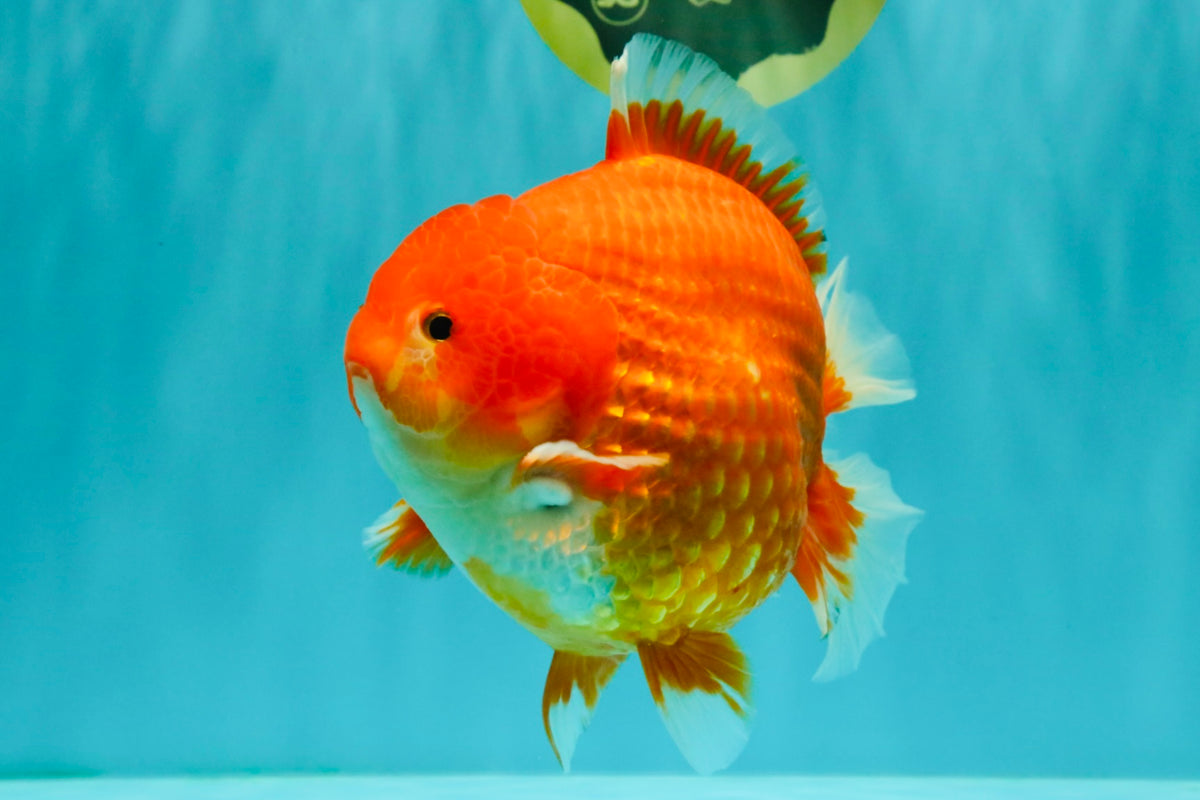 AAA Grade Strong Body Structure Red Yuanbao Male 6.5 inches #092526YB_14
