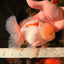 AAA Grade Red White Oranda Male 6 inches #030626OR_17