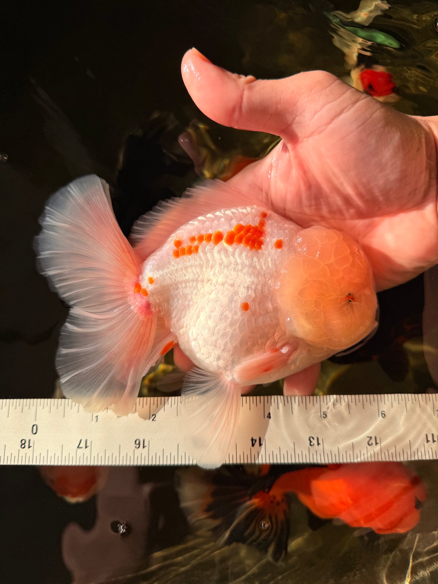 AAA Grade Red White Oranda Male 6 inches #030626OR_17